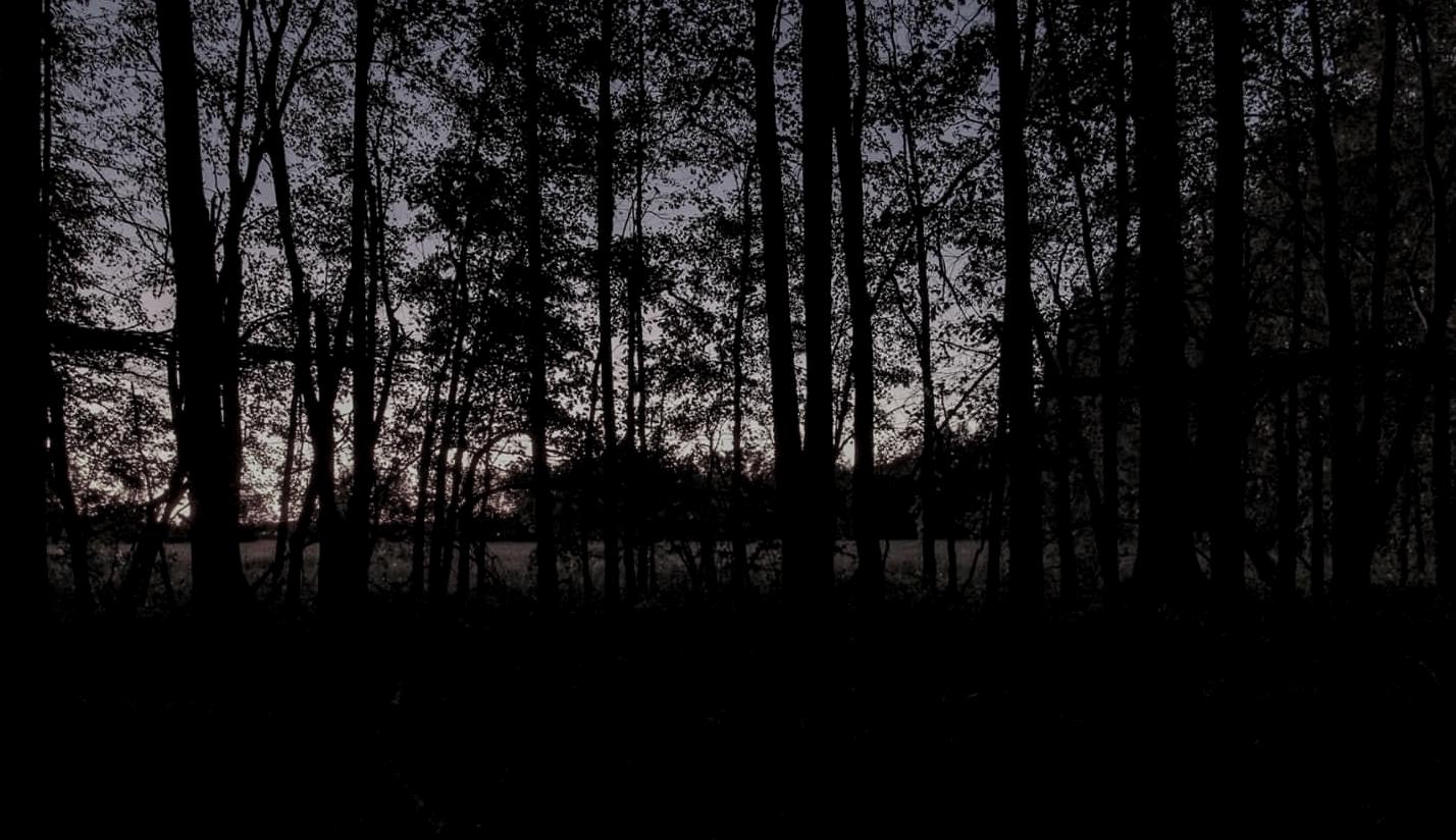 dark woods haunted attraction